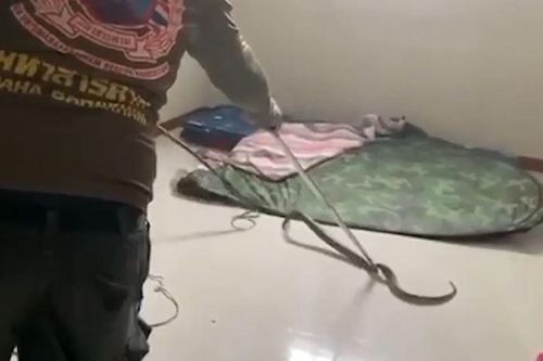 CLIP: Cái kết bất ngờ cho cậu bé đang ngủ bị rắn hổ mang cực độc cắn