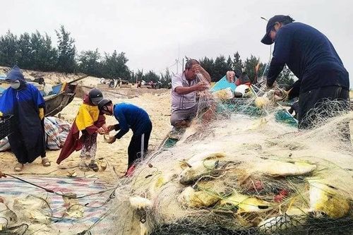 Quảng Bình: Ngư dân xã Hải Ninh trúng đậm luồng cá chim vàng