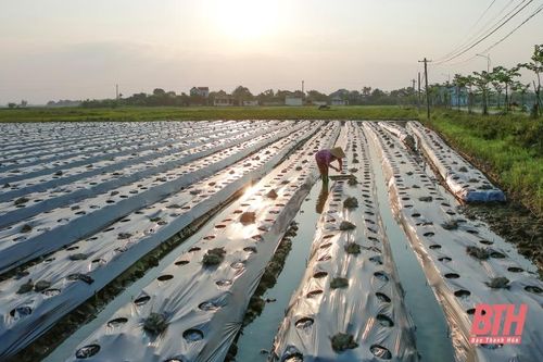 Các địa phương tích cực khôi phục sản xuất sau mưa lũ
