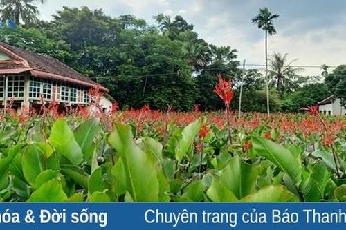 Phát huy lợi thế cây dong riềng trên đất Cẩm Liên