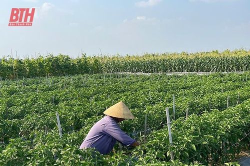 Nhân rộng vùng sản xuất nông nghiệp an toàn