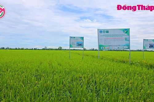 Tín hiệu tích cực từ Đề án 1 triệu ha lúa chất lượng cao, giảm phát thải