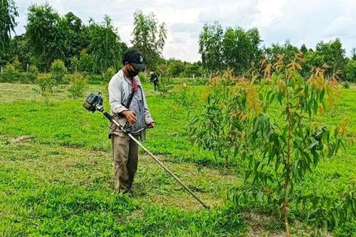 Kông Chro phấn đấu sớm hoàn thành kế hoạch trồng rừng