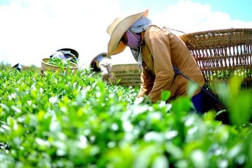 Xuất khẩu chè đạt gần 4.000 tỷ đồng