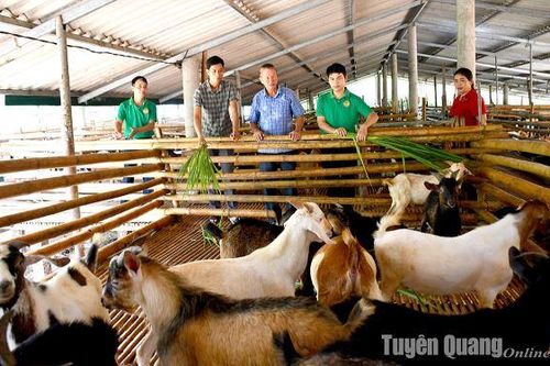 Bí quyết thành công của chủ trại dê