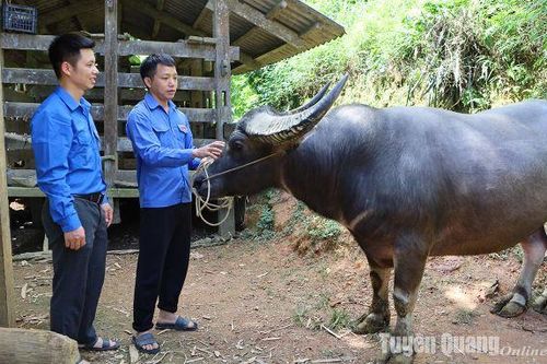 Thanh niên Sinh Long lập nghiệp
