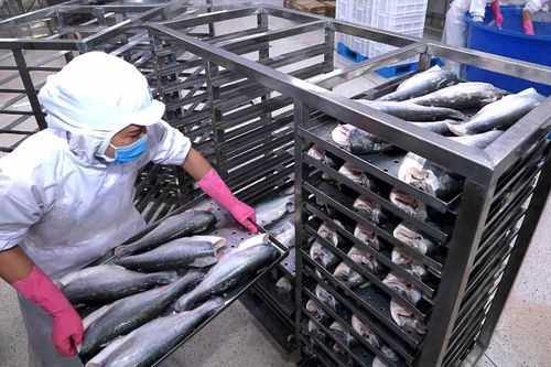 Thủy sản Nam Việt (ANV) sắp trở thành doanh nghiệp xuất khẩu cá tra lớn nhất sàn chứng khoán