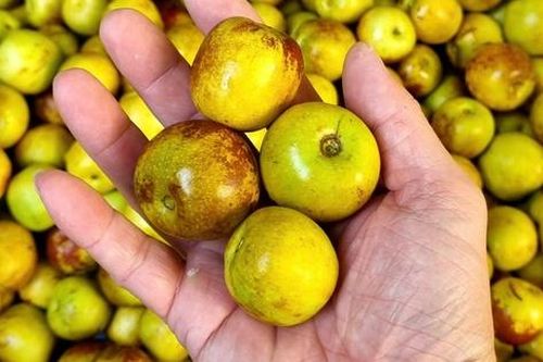 Hồng táo bán tràn lan tại chợ có phải là 'thần dược' như lời đồn?