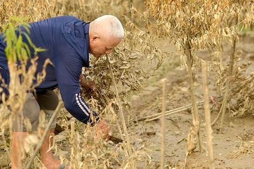 Hà Nội đề xuất chính sách đặc thù để hỗ trợ nông dân mất đào, quất do bão số 3