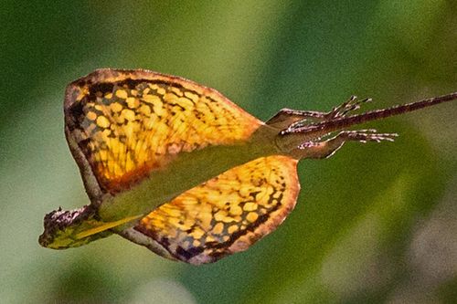 Loài thằn lằn duy nhất trên thế giới có khả năng bay lượn