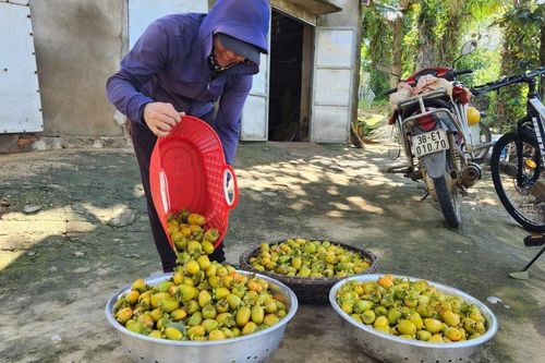 Nông dân Yên Du được mùa, được giá hồng giòn
