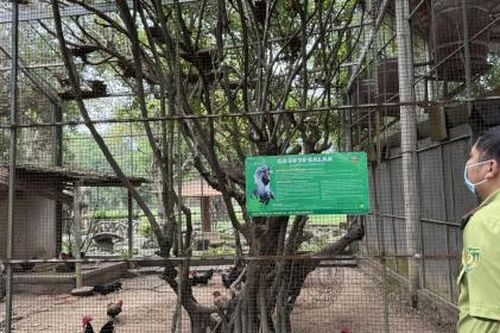 Đã có kết quả xét nghiệm cúm H5N1ở khu du lịch vừa có 20 con hổ chết