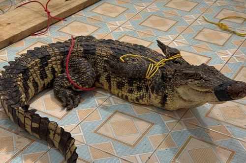 Phát hiện cá sấu trong bể cá của người dân giữa thành phố