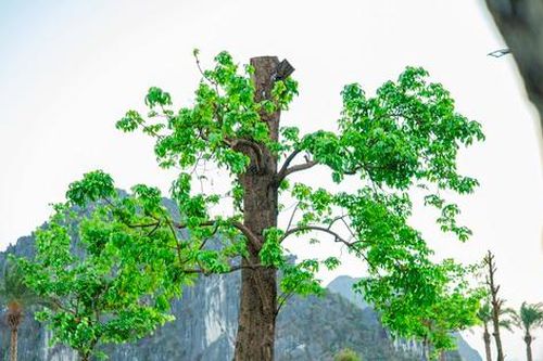 Những chồi non vươn mình sau bão