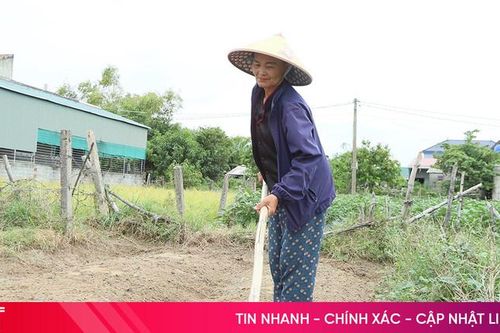 Tranh thủ nắng ráo, nông dân Hà Tĩnh bám đồng chăm sóc rau màu