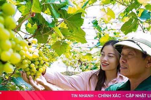 Lạc bước vào vườn nho hạ đen đẹp như tranh ở Hà Tĩnh