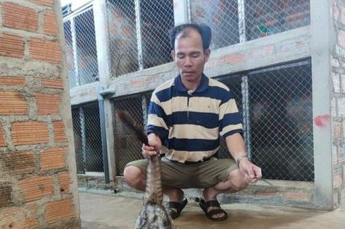 Bỏ làm kỹ sư, lão nông nuôi con 'ăn quả trả vàng', thu 50 triệu đồng/tháng