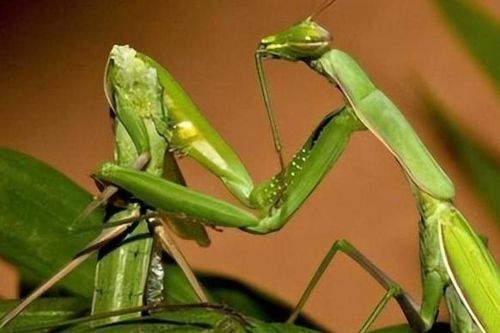Sự thật sốc về loài vật có con cái ăn thịt 'bạn tình' sau khi 'ân ái': Tưởng là tàn nhẫn nhưng lại là 'sự sắp đặt của tạo hóa'!