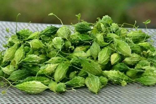Vì sao mướp đắng rừng được coi là dược liệu quý?