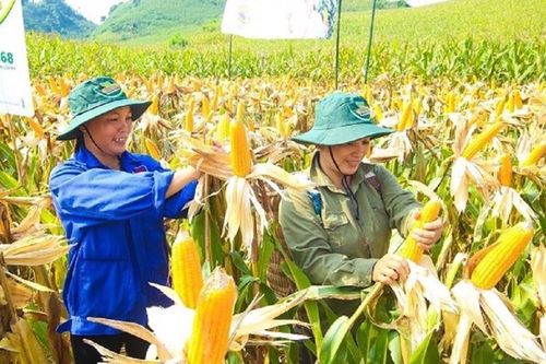Phát triển công nghệ sinh học nông nghiệp tại Việt Nam vẫn tụt hậu so với thế giới