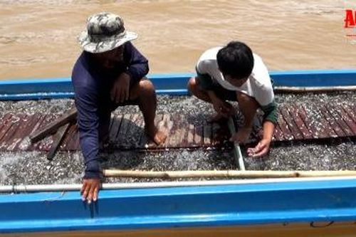 Buôn cá linh đầu nguồn