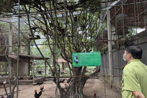 Đã có kết quả xét nghiệm cúm H5N1 trên các loài chim, gà, công, vịt… nuôi ở khu du lịch vừa có 20 con hổ chết