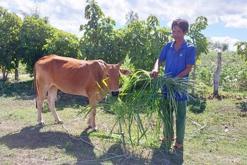 Gian nan thực hiện tiêu chí thu nhập trong xây dựng nông thôn mới