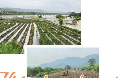 Khôi phục sản xuất, chuyển đổi cơ cấu cây trồng phù hợp