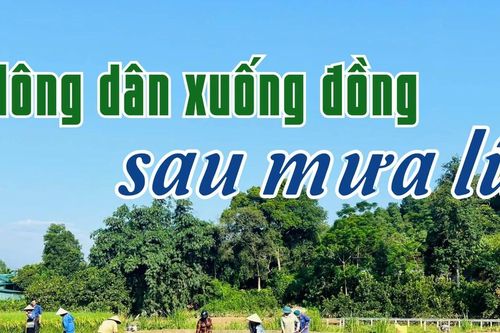 Nông dân xuống đồng sau mưa lũ