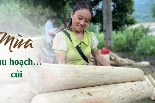 Mùa thu hoạch… củi