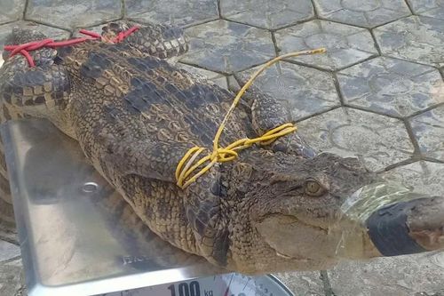 Phát hiện cá sấu dài 1,2 mét trong bể cá của nhà dân tại thành phố Lào Cai