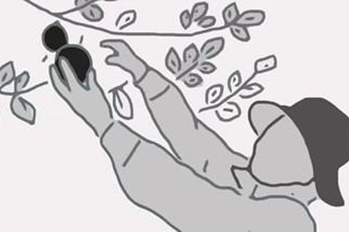 Ổi tháng Mười