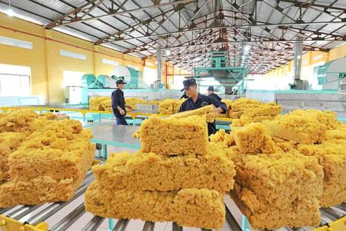 Cao su Việt Nam (GVR): 16 đơn vị cao su tại Campuchia dự kiến hoàn thành vượt kế hoạch năm