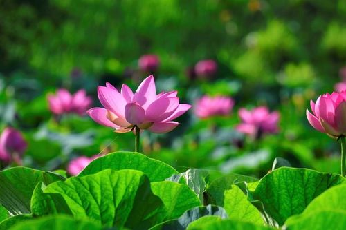 Những ngày ăn chay có nên kiêng chuyện vợ chồng?