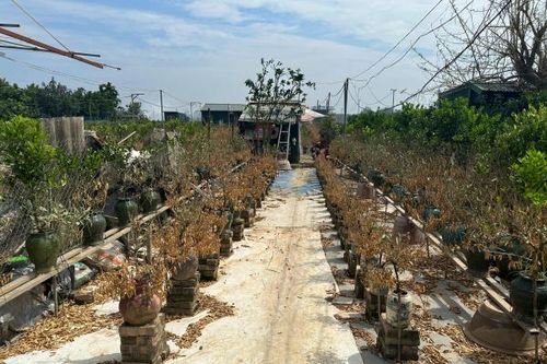 Hà Nội: Đề xuất hỗ trợ người trồng đào, quất ở Tây Hồ bị ảnh hưởng bởi bão số 3