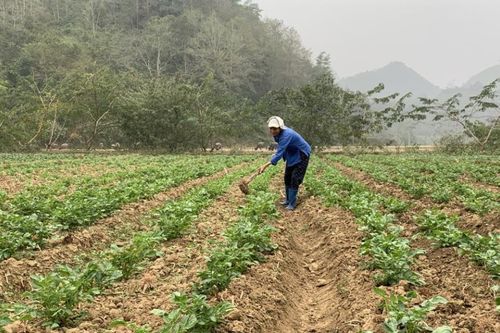 Hỗ trợ triển khai 9 mô hình khuyến nông, khuyến lâm