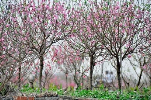 12 mùa hoa rực rỡ ở Hà Nội