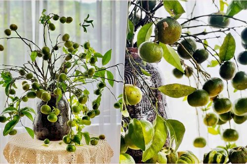 Rộ thú chơi cắm quýt cả cành, chị em say sưa lùng mua