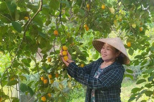 Nông dân Hà Tĩnh thu tiền tỷ nhờ cây hồng Yên Du