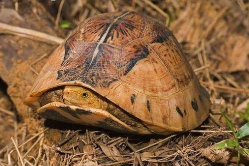 Nhân giống thành công rùa hộp trán vàng cực kỳ quý hiếm