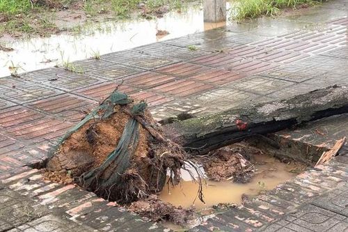 Chuyên gia chỉ cách hạn chế cây xanh Hà Nội gãy đổ