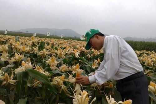 Cần hoàn thiện hành lang pháp lý cho cây trồng chuyển gen