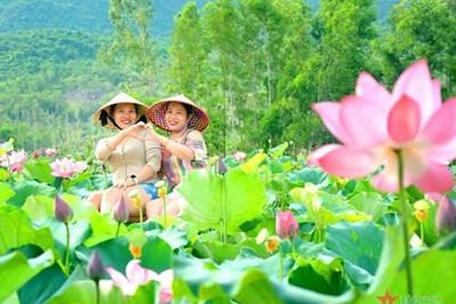 Quảng Nam: Nhiều triển vọng từ mô hình trồng sen