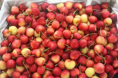 Táo cherry Trung Quốc 'đội lốt' Hàn Quốc, Australia