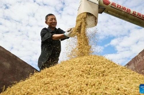 Siêu giống lúa mới có năng suất cao của Trung Quốc lai lúa nếp và gạo