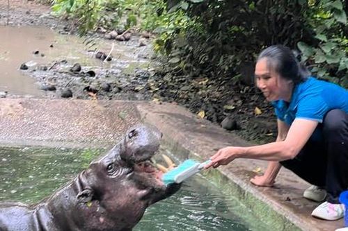 Đến nơi 'làm nail' cho voi, đánh răng cho hà mã