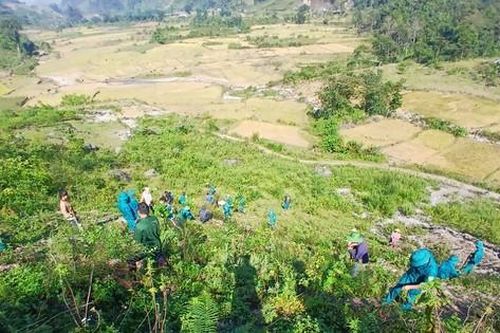 Chiến dịch 'góp lá vá rừng': Trồng thêm 12.000 cây cho vùng Tây Bắc