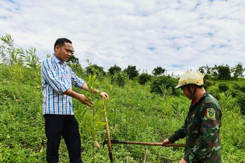 Bắc Giang: Phát triển kinh tế miền núi nhờ chuyển đổi trồng cây lâu năm