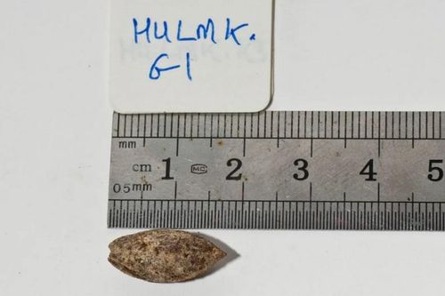 Các nhà hoa học khiến hạt giống bí ẩn 1.000 năm tuổi nảy mầm