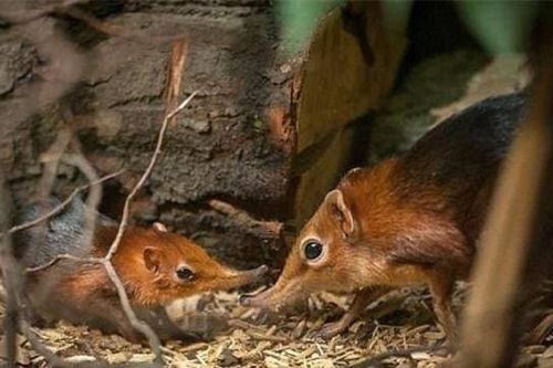 'Voi' nhỏ nhất thế giới đã biến mất 52 năm trước và xuất hiện trở lại: Nó trông giống như một con chuột và nặng chưa đến 1 kg!